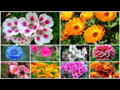 Видео: 10 самых неприхотливых однолетних цветов, которые не нужно сеять на рассаду