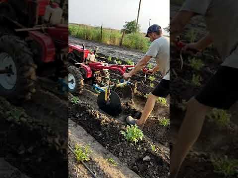 Видео: Мотоблок Forte HSD1G-81 и самодельный дисковый окучник. Окучивание картофеля.Вторая посадка 😜