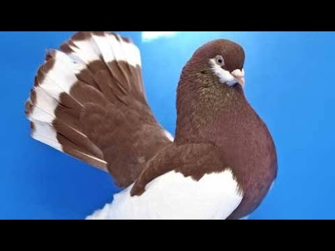 Видео: Ярмарок, виставка Тварин!! Коломия-Королівка 2024. Частина 2