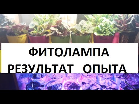 Видео: Фитолампа!!! Результат опыта!!! Покупать или нет?