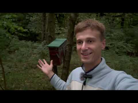 Видео: 3 МІСЯЦІ В ЛІСІ. Що стало з пастками? Чи живі бджоли?