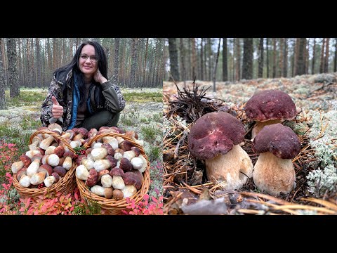Видео: БОРОВИКИ НЕ СДАЮТСЯ, ПОЛНЫЕ КОРЗИНЫ БЕЛЫХ ГРИБОВ В ОКТЯБРЕ! ВЫ ТОЛЬКО ПОСМОТРИТЕ!