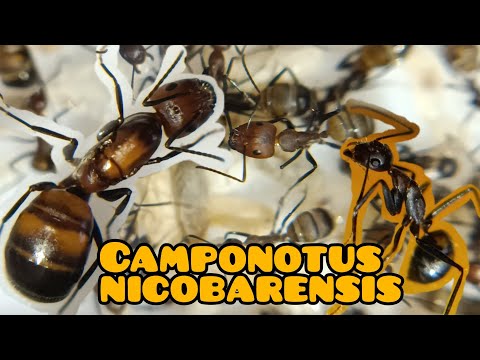 Видео: CAMPONOTUS CF. NICOBARENSIS (РЫЖИЙ РЕАКТИВНЫЙ МУРАВЕЙ)