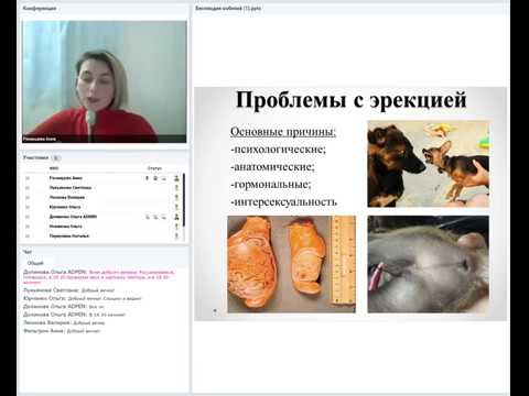 Видео: Бесплодие кобелей. Лектор- Анна Рязанцева. 20 12 2018