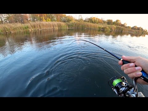 Видео: Нифига себе, какой КОНЬ клюнул! ЭТО БОНУС! Рыбалка Осенью на спиннинг.
