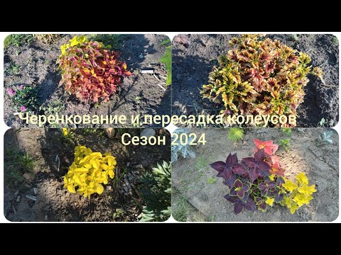 Видео: черенкование и пересадка колеусов