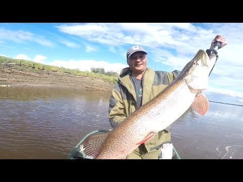 Видео: В поисках трофейной щуки в августе на Иртыше, вода уходит .