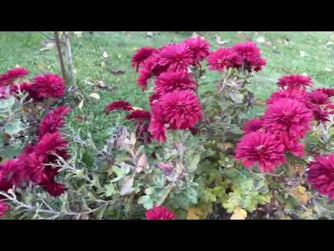 Видео: Хризантемы сад..#отдых #счастье #красотадуши #цветы #сад #усадьба #красота #любовь #праздник 