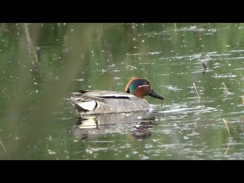 Видео: Чирок-свистунок \ Anas crecca