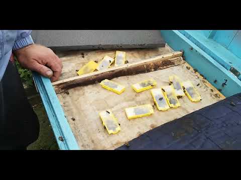 Видео: Как сохранять и какое время неплодных маток.