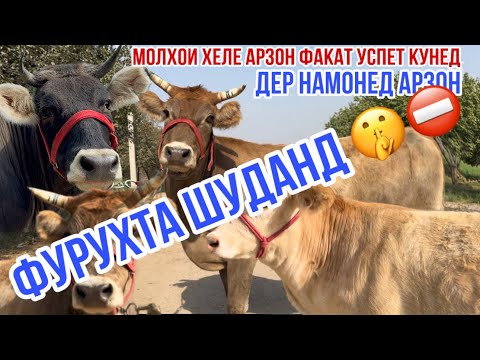 Видео: 3-САР МОЛХОИ ХЕЛЕ АРЗОН УСПЕТ КУНЕД 21 октября 2025 г.