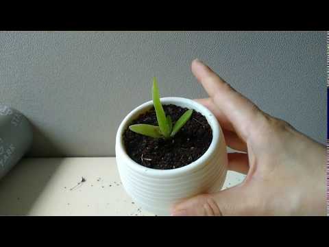 Видео: 🌱ПОЧЕМУ НЕ РАСТЕТ АЛОЭ? Ошибки выращивания