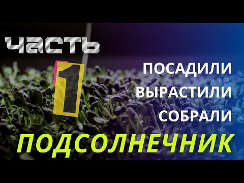 Видео: Микрозелень подсолнечника. Посадка и выращивание / аэропоника ч.1