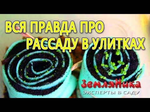 Видео: Рассада в улитках. Посадка семян в улитку.  Вся правда об улитке.