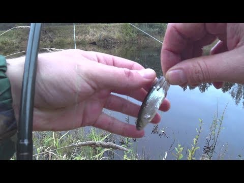 Видео: МАНИТ меня это МЕСТО!!! Ловля Налима Осенью на Донки! Река, костёр, донка- КРАСОТА!!!