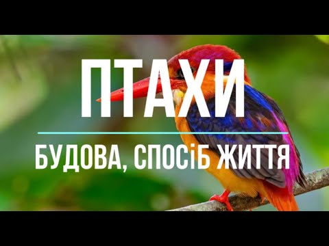 Видео: Птахи / Будова, спосіб життя / Різноманітність
