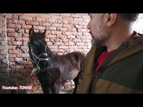 Видео: Входим в доверие Карачаевскому жерибёнку пяти месячнему .часть 1