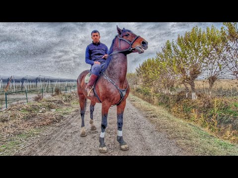 Видео: От сотилади! Улок купкари 2022! Чиройли от! Красавчик! Конь!