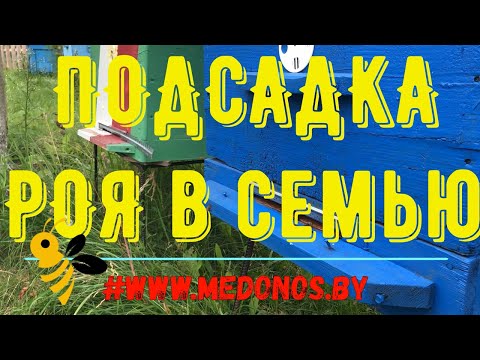 Видео: Подсадка роя пчел к слабой семье. Как усилить пчелосемью.  Сезон 2022