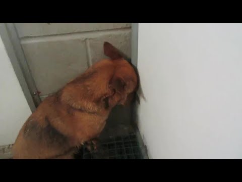 Видео: Испуганные и дрожащие, они стояли лицом к стене — сломленные страхом, ожидая доброты которая наконец