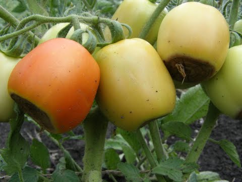 Видео: ТЕМНІ ПЛЯМИ  НА  ПОМІДОРАХ - ЧИМ ДОПОМОГТИ?