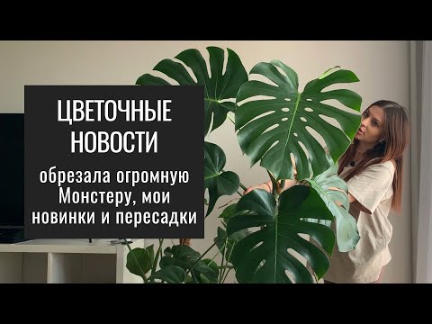 Видео: Цветочный Влог. Мои Новинки. Черенкование ОГРОМНОЙ Монстеры.