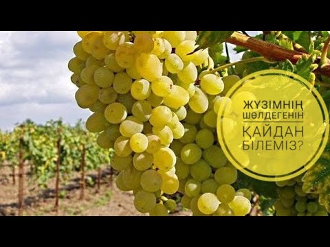 Видео: ЖҮЗІМ ӨСІРУ | ЖҮЗІМНІҢ ШӨЛДЕГЕНІН ҚАЙДАН БІЛЕМІЗ?  | АУЫЛ ШАРУАШЫЛЫҒЫ