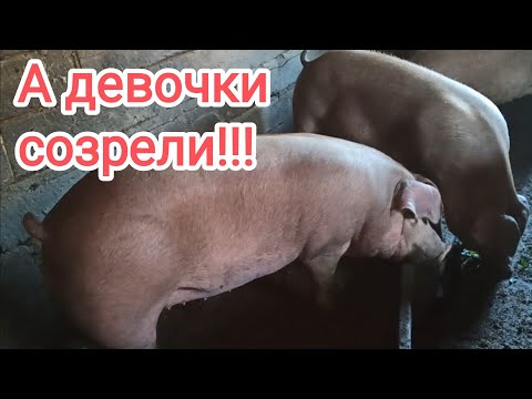 Видео: Ремонтные свинки пришли в охоту!!! #свиноводство #пьетрен #гибрид #кантор #лпх #дюрок #pig #гибрид