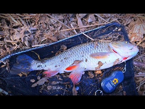 Видео: Мой рекорд побит, голавль 2.400 !!! Неизвестная(для меня) рыба?