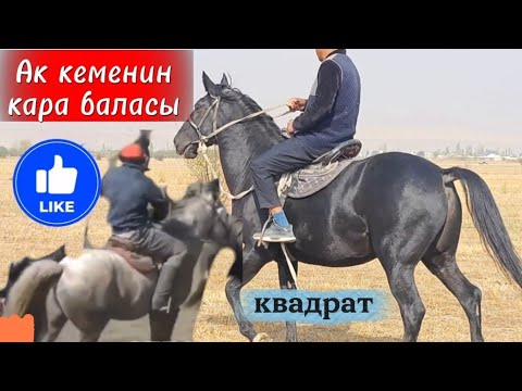 Видео: Ак кеменин кара баласы