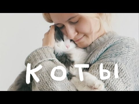 Видео: МОИ КОТЫ | nixelpixel