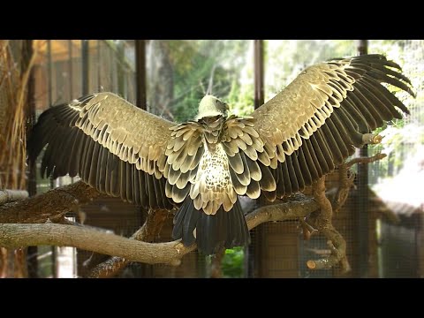 Видео: Белоголовый сип птица-падальщик, кормление /Калининградский зоопарк