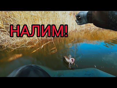 Видео: Нура. Рыбалка на налима.