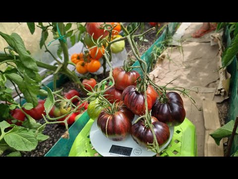 Видео: Обзор коллекционных экзотических томатов с антоцианом. 19.07.2023. И несколько секретов...