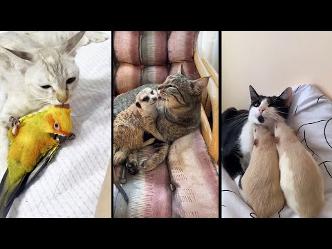 Видео: Funny and cute CATS 🐱Videos🔶 Сompilation # 40🔶