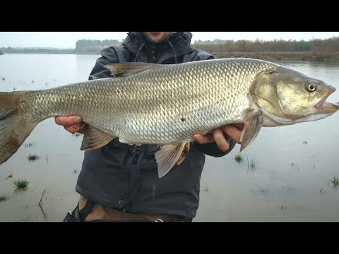 Видео: Выезд на рыбалку. Река Или "Чертов палец", форель, раки, шакалы и жерех))
