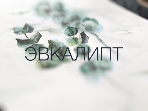 Видео: эвкалипт