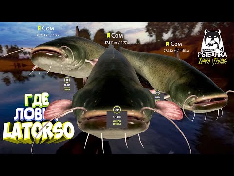 Видео: Русская рыбалка 4.🎣🦈 р. Ахтуба 🐋🐋🐋💦 ГДЕ ЛОВИТ LATORSO 👀