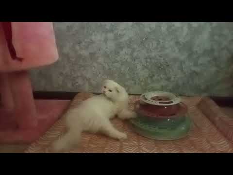 Видео: Мишелькины вечера 🥰