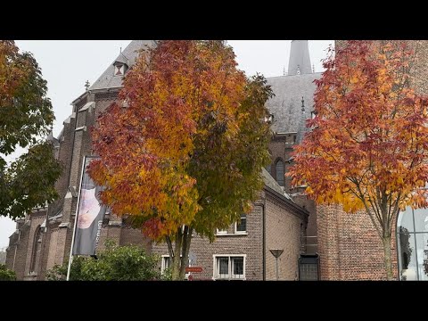 Видео: Падающие листья завораживает