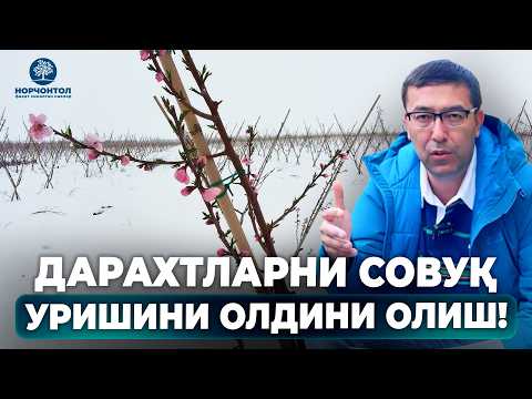 Видео: ДАРАХТЛАРНИ СОВУҚ УРИШИДАН ҲИМОЯЛАШ! | ШУҲРАТ АБРОРОВ #shuhratabrorov #sovuqurishi #sovuq #uz #frost