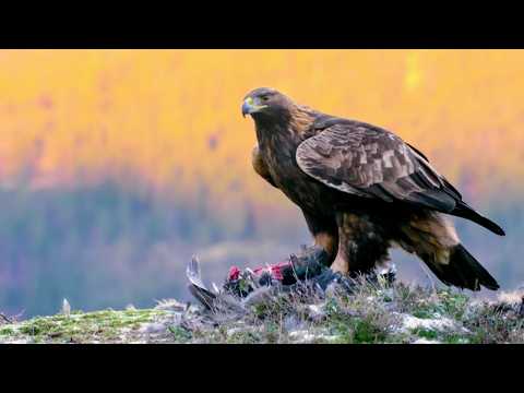 Видео: Золотой орел: король гор