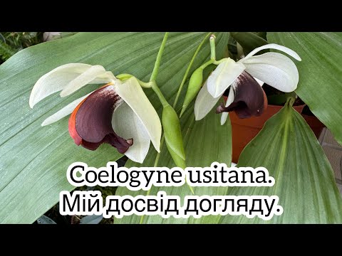 Видео: Ділюсь секретами успішного догляду за прекрасною Coelogyne usitana🥰