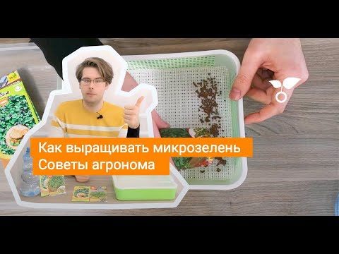 Видео: Как выращивать микрозелень. Советы агронома