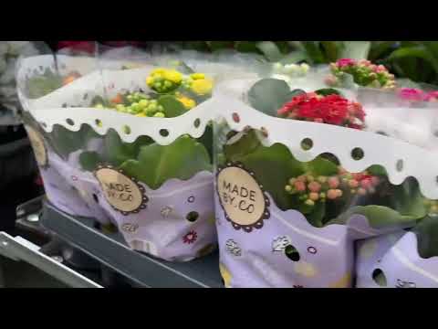 Видео: ОБЗОР ЦВЕТОЧНОГО МАГАЗИНА / НОВИНКИ / МОИ ПОКУПКИ