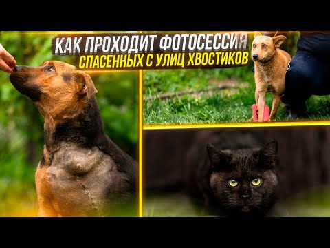 Видео: Как прошла Фотосессия 40 спасенных животных. Приехал наш Фотограф с Новопавловска. Хвостики ищут дом