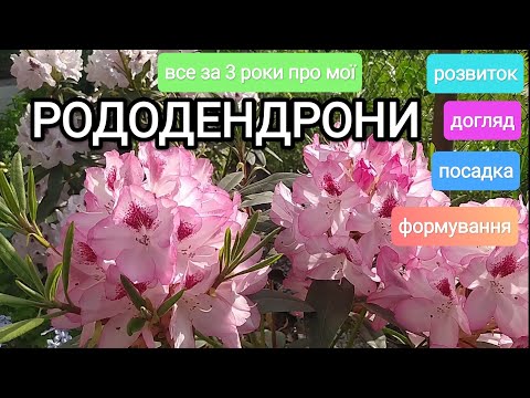 Видео: Все про РОДОДЕНДРОНИ, посадка, догляд, розвиток, формування, за 3 роки в моєму саду