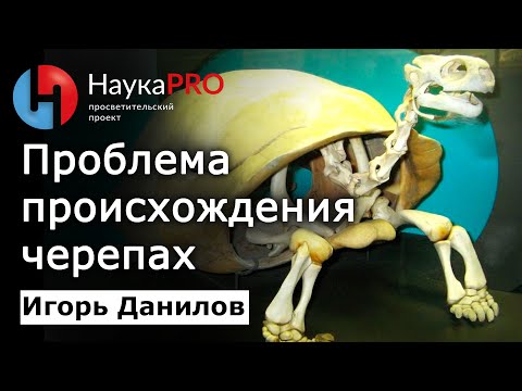Видео: Проблема происхождения черепах – Игорь Данилов | Лекции по зоологии | Научпоп