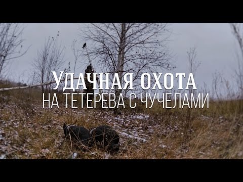 Видео: Удачная охота на тетерва с чучелами, ИЖ-27