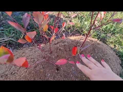 Видео: НЕМЕДЛЕННО ПРИМЕНИТЬ!!!ЧТО БЫ ГОЛУБИКА ХОРОШО ПЕРЕЗИМОВАЛА И СТАРТАНУЛА ВЕСНОЙ С БОЛЬШИМ ПРИРИРОСТОМ